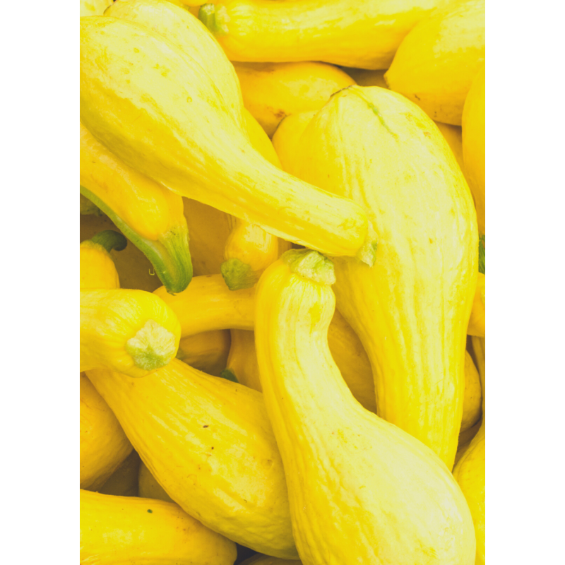 Squash Early Crookneck Plants - Same Day Delivery