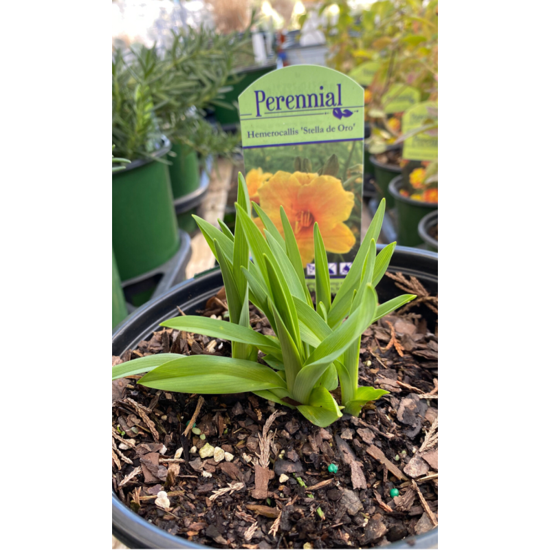 Daylily Stella de Oro - Same Day Delivery