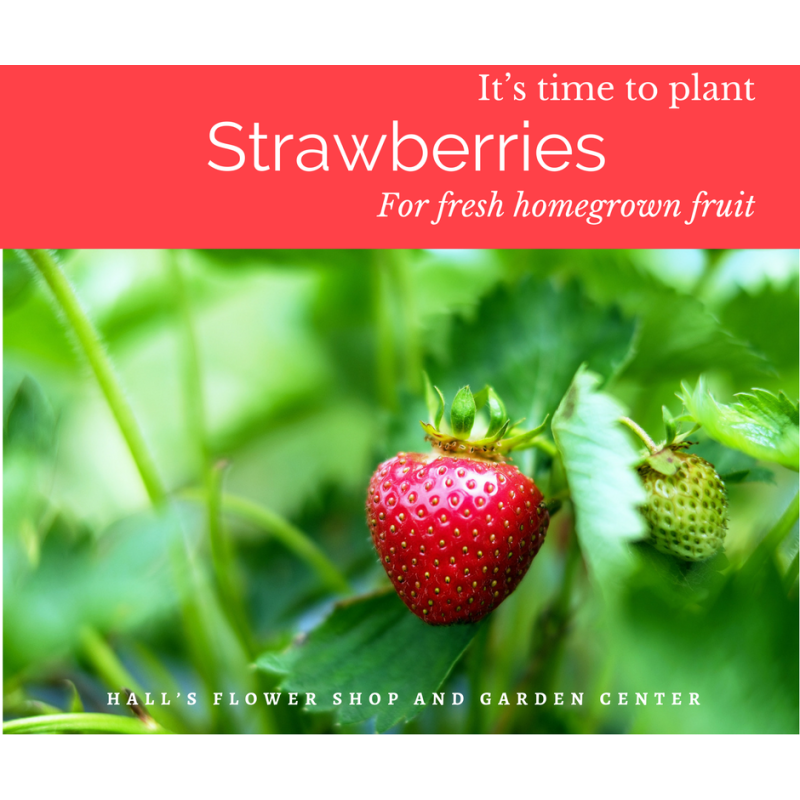 Strawberry Plant - Same Day Delivery