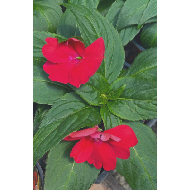 Sunpatiens Red - Same Day Delivery