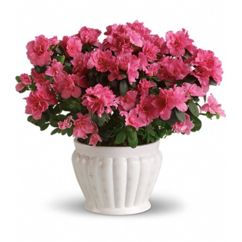 Azalea in Ceramic Pot  - Same Day Delivery