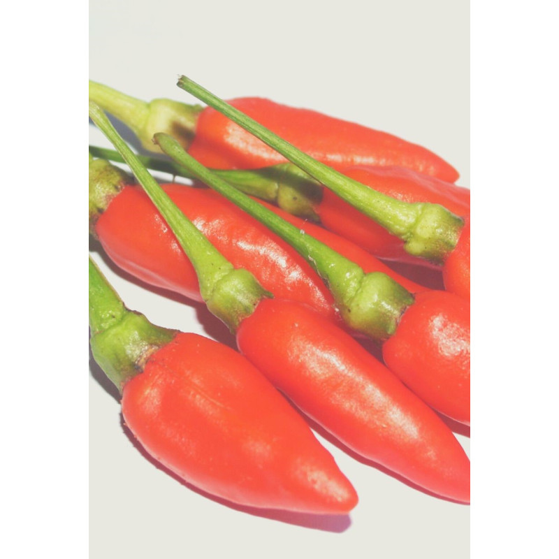 Tabasco Pepper Plant - Same Day Delivery