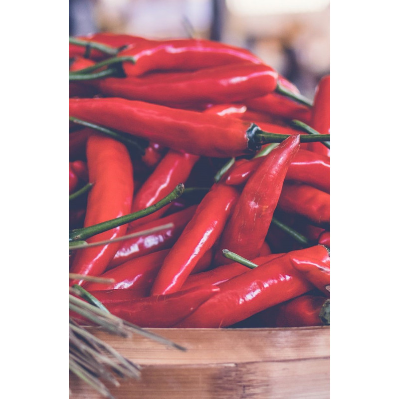 Thai Chili Pepper Plant - Same Day Delivery