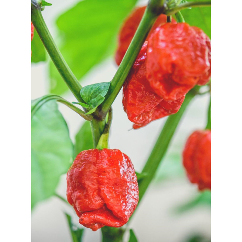 Trinidad Scorpion Pepper Plant - Same Day Delivery