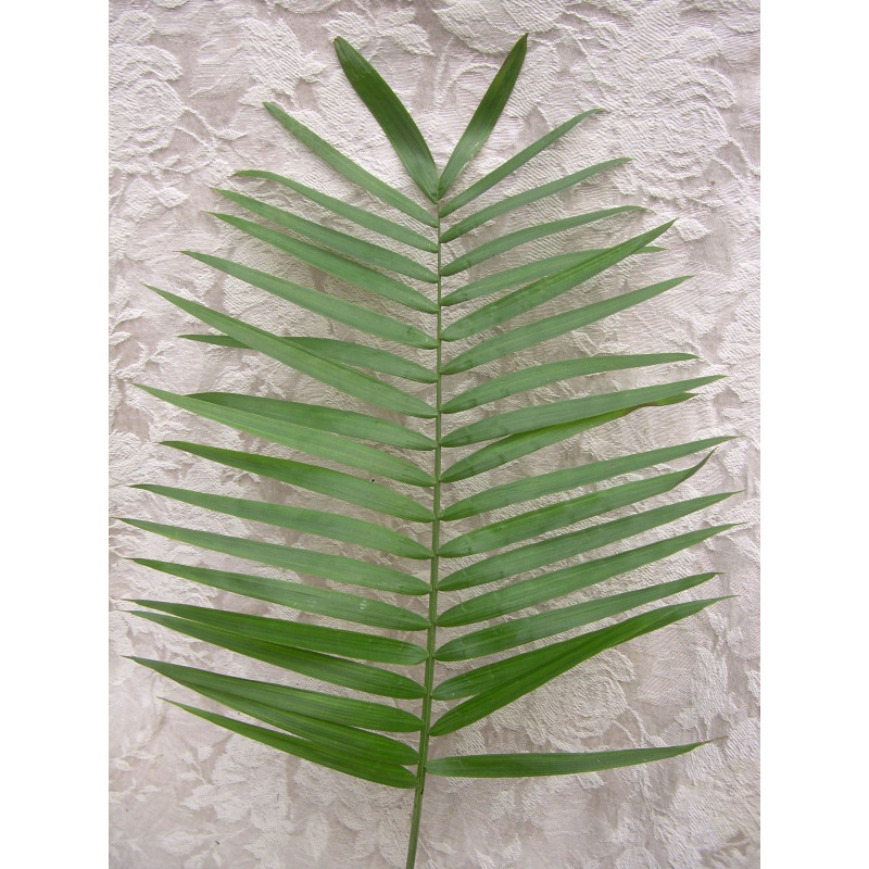 Tee Pee Palms - Same Day Delivery