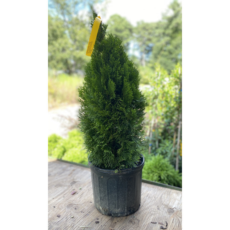 Thuja Emerald Green - Same Day Delivery