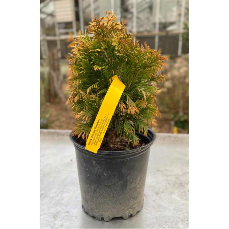 Thuja George Peabody - Same Day Delivery