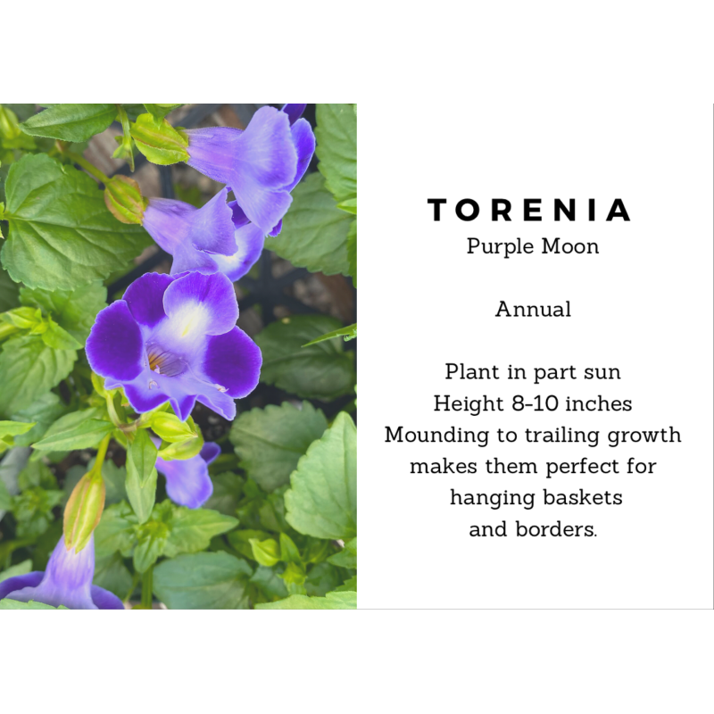 Torenia Purple Moon  - Same Day Delivery