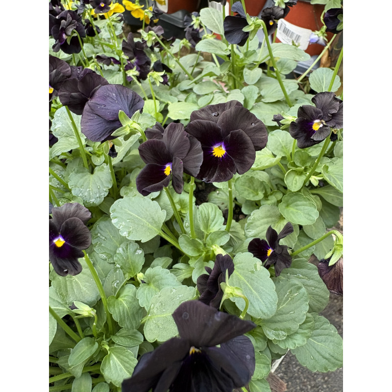 Viola Sorbet Black Delight - Same Day Delivery