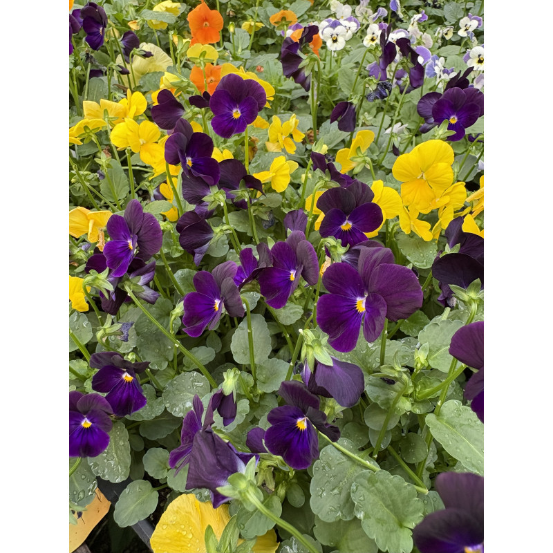 Viola Harvest Mix - Same Day Delivery