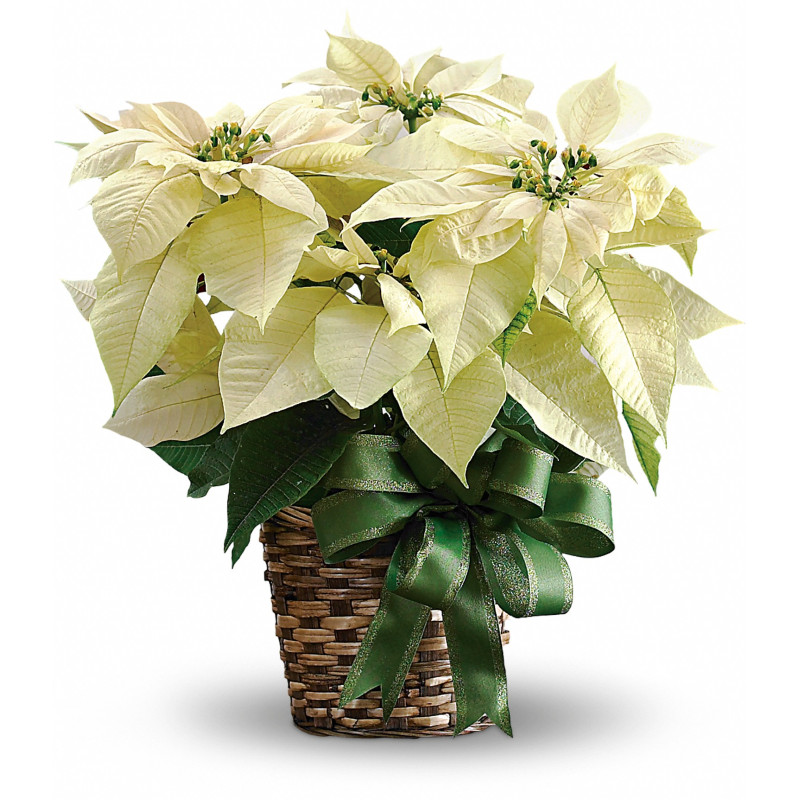 White Poinsettia - Same Day Delivery