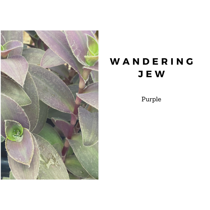 Wandering Jew Purple - Same Day Delivery