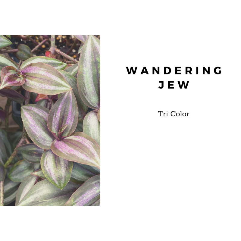 Wandering Jew Tri Color - Same Day Delivery