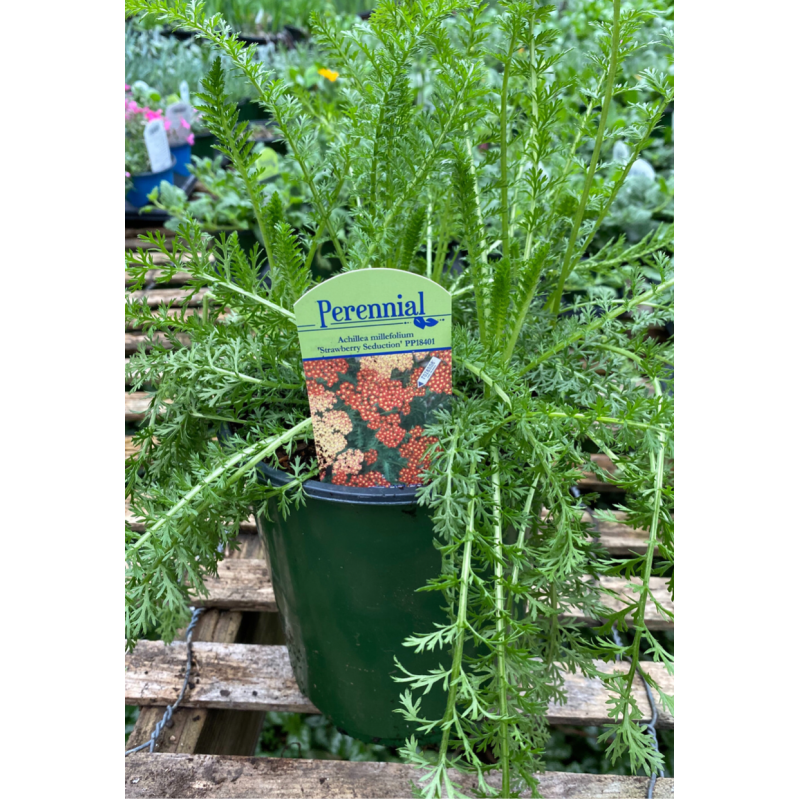 Achillea Strawberry Seduction - Same Day Delivery