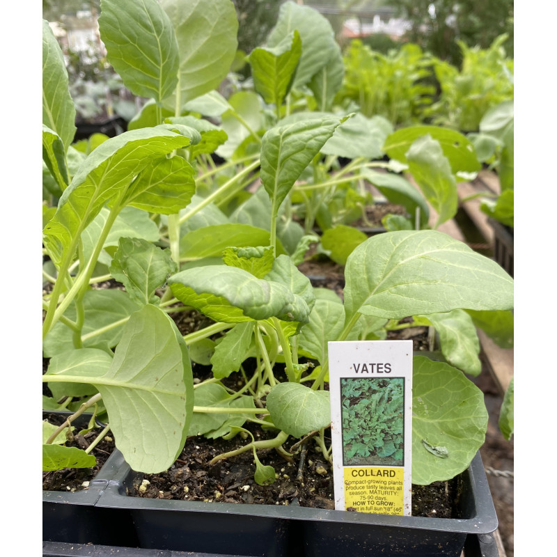 Collard Vates Plants - Same Day Delivery