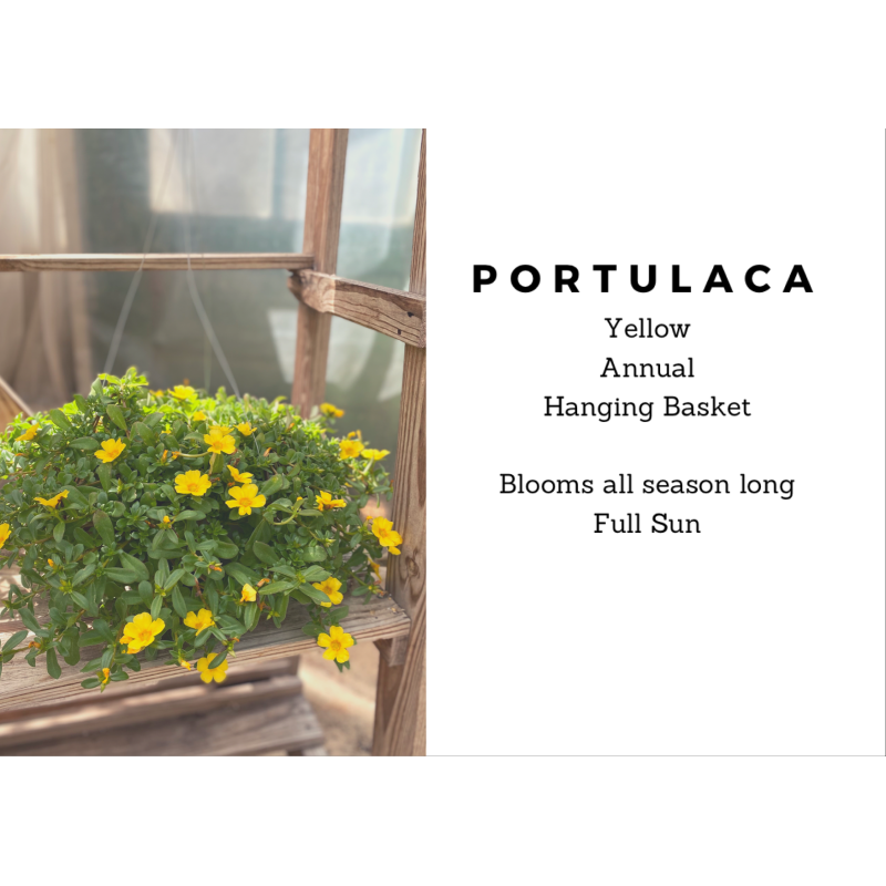 Yellow Portulaca Hanging Basket  - Same Day Delivery