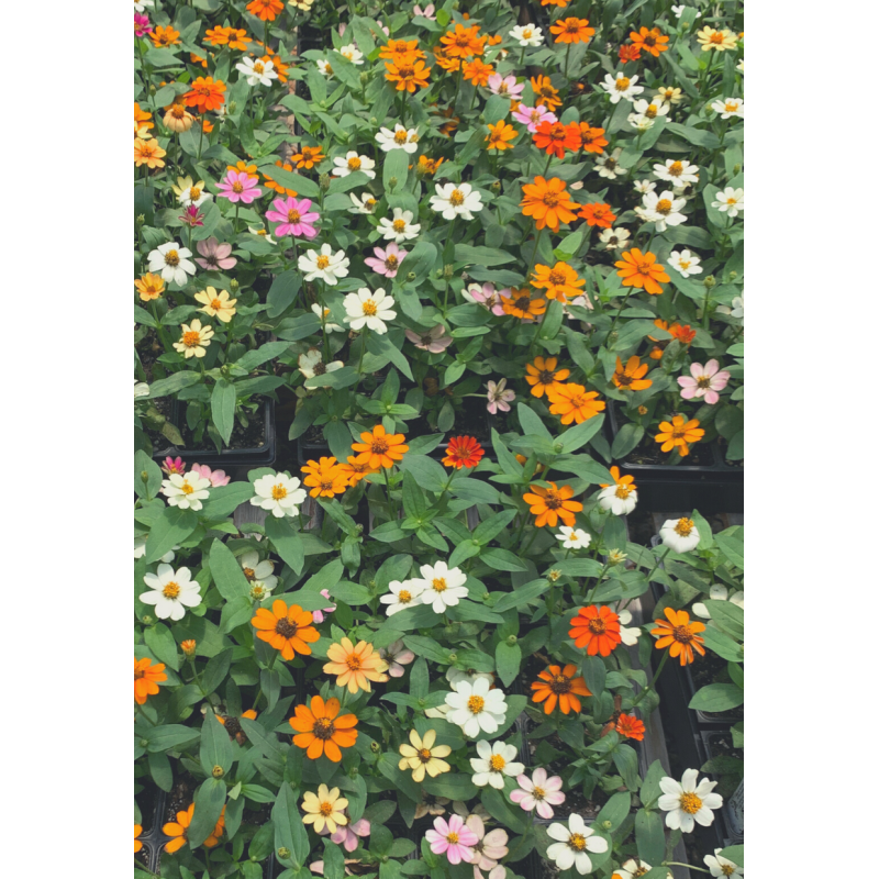 Zinnia Profusion Mix - Same Day Delivery