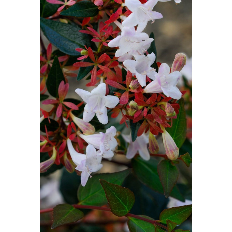 Abelia Rose Creek 3 Gal - Same Day Delivery