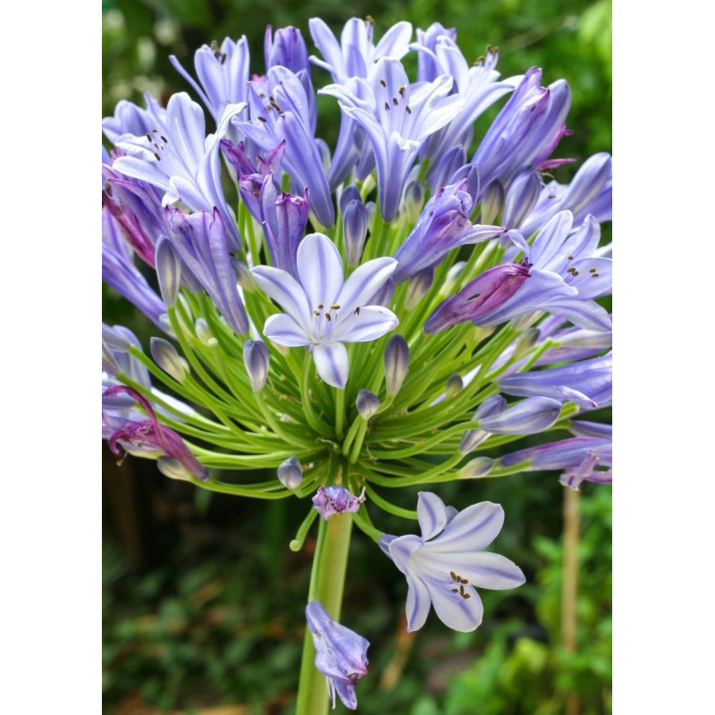 Agapanthus Blue Lily of the Nile  - Same Day Delivery