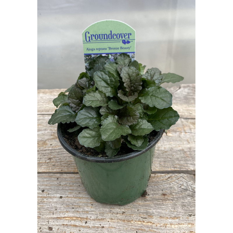 Ajuga Bronze Beauty  - Same Day Delivery