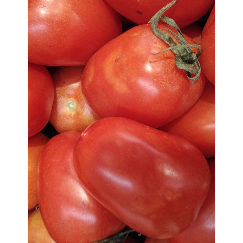 Amish Paste Tomato Plants  - Same Day Delivery