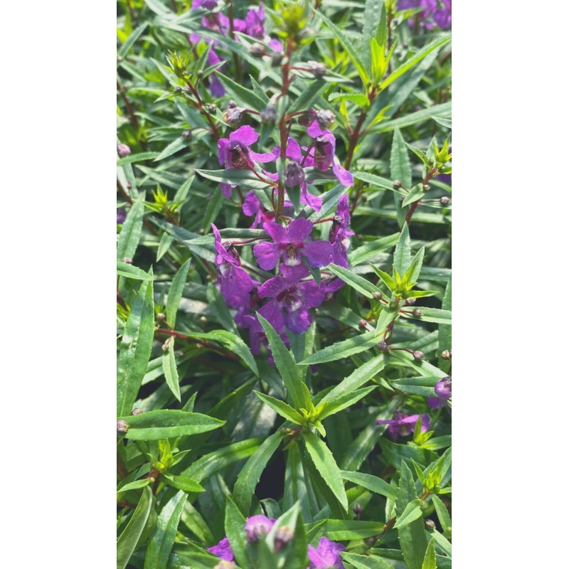 Angelonia Purple - Same Day Delivery