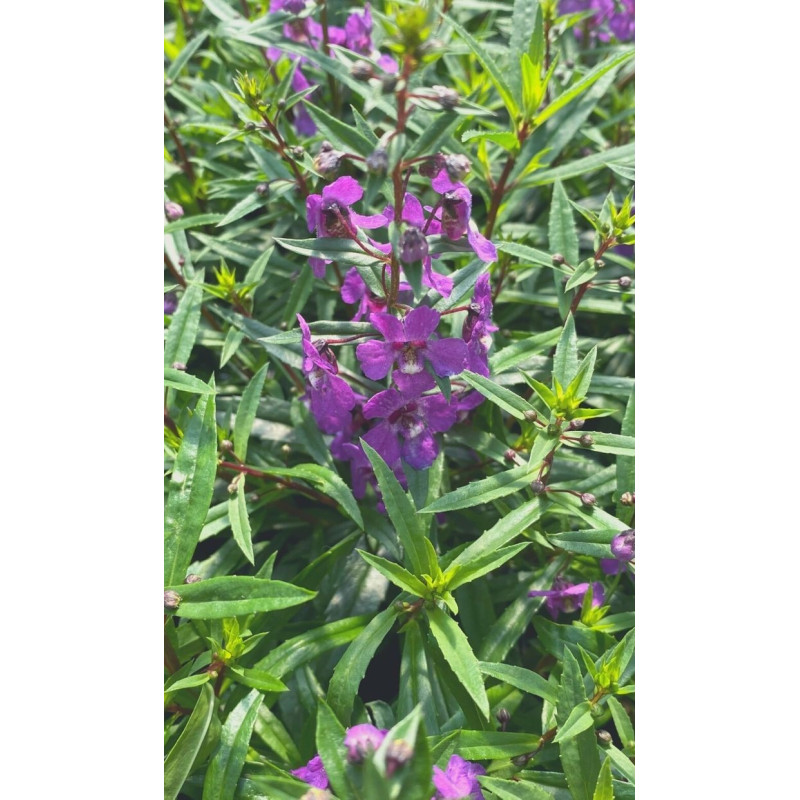 Angelonia Serena Purple - Same Day Delivery