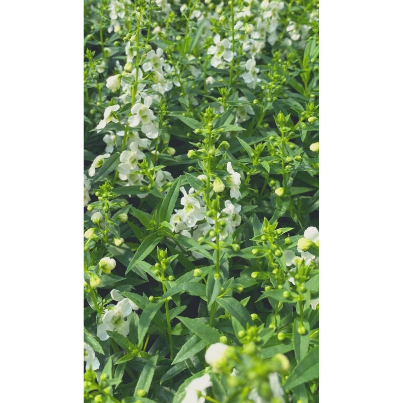 Angelonia Big Snow White  - Same Day Delivery