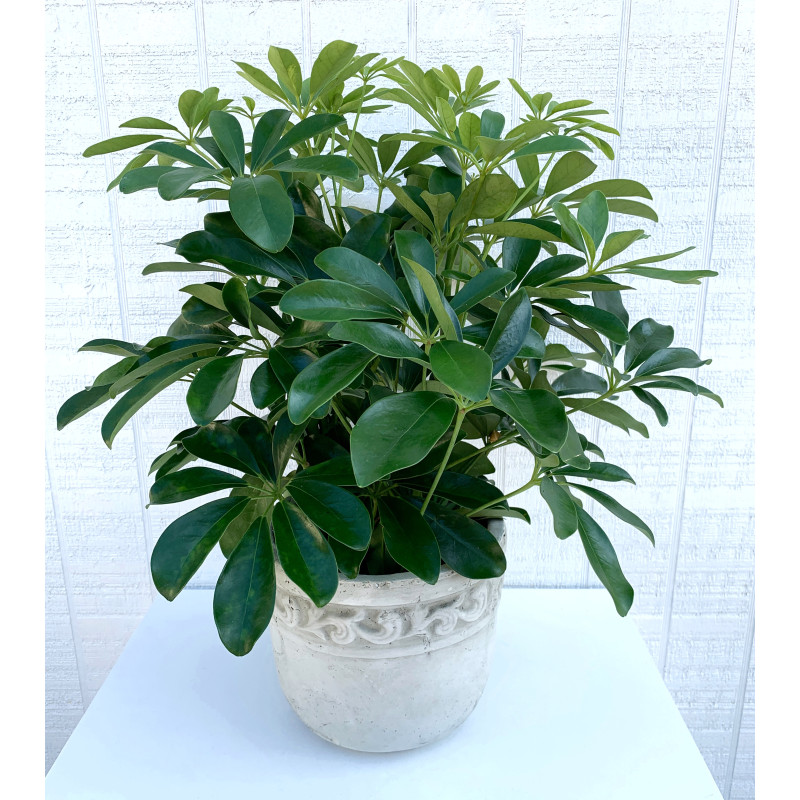 Arboricola Potted Plant - Same Day Delivery