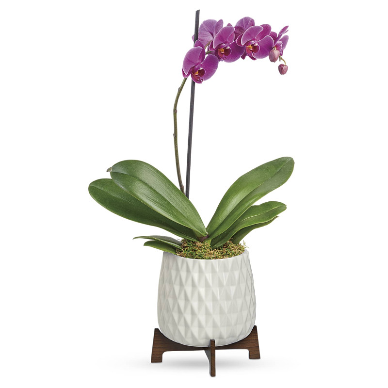 Phalaenopsis Orchid Plant - Same Day Delivery