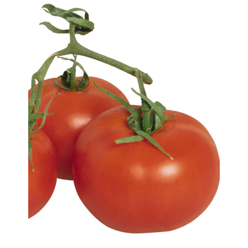 Arkansas Traveler Tomato Plants - Same Day Delivery