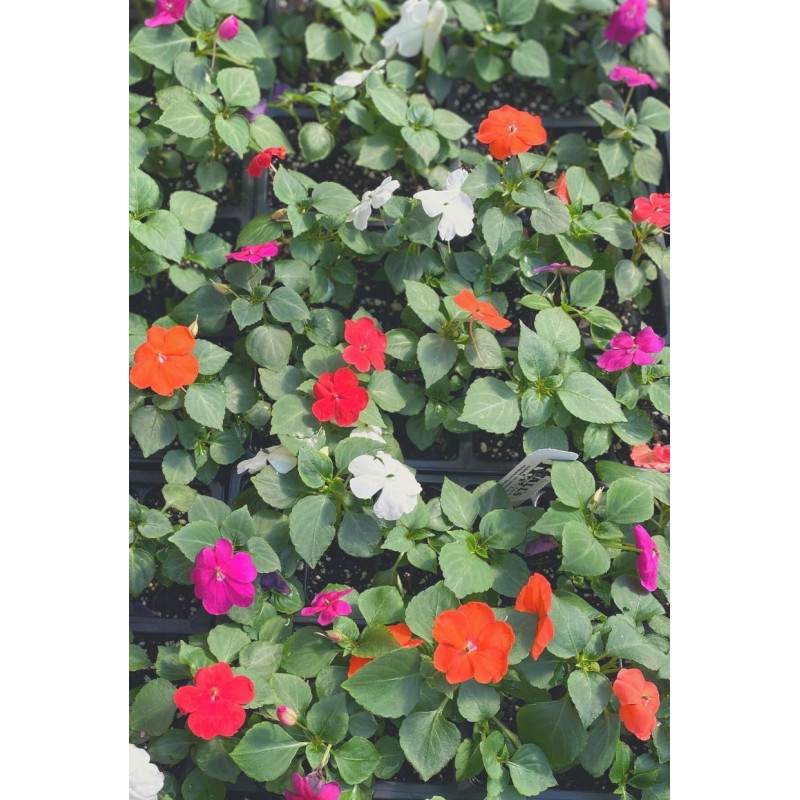 Impatiens Beacon Mix - Same Day Delivery
