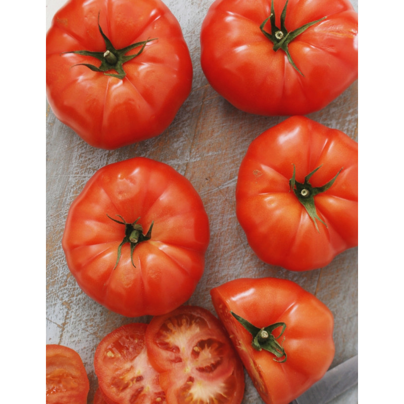 Beef Master Tomato Plants - Same Day Delivery