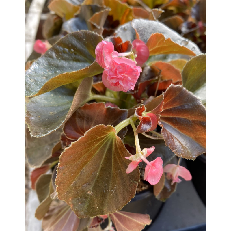 Begonia Doublet Rose - Same Day Delivery