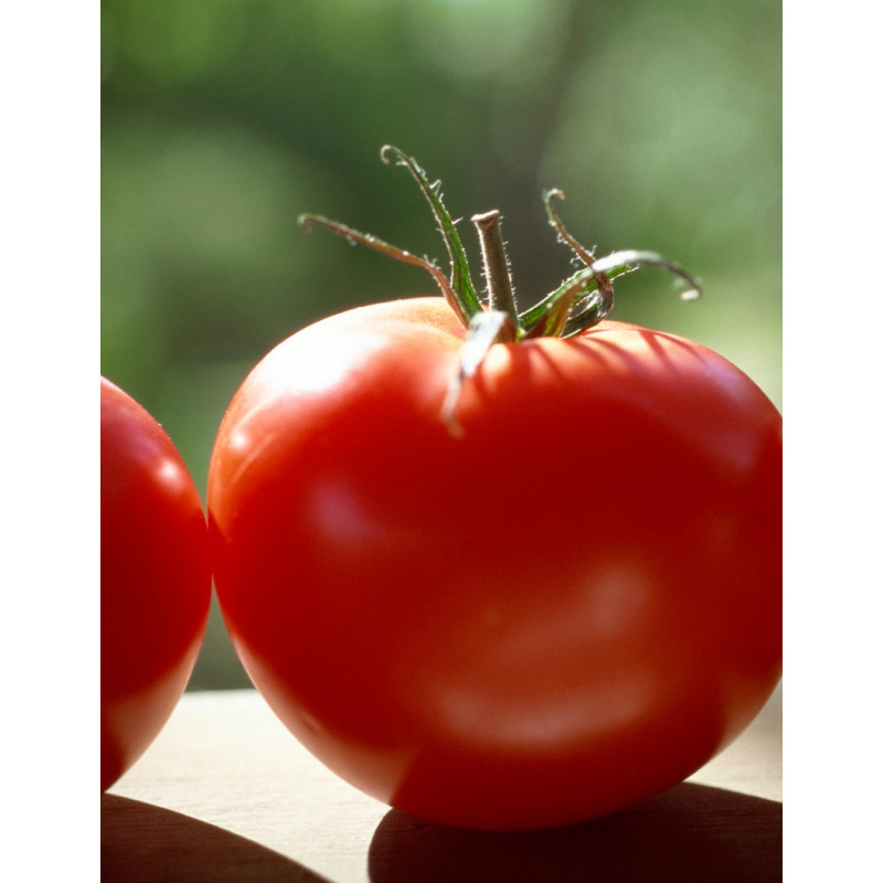 Better Boy Plus Tomato Plants - Same Day Delivery