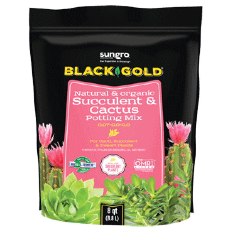 Black Gold Cactus Mix - Same Day Delivery