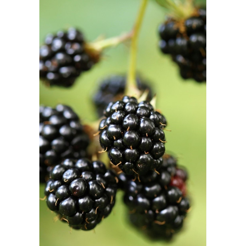 Blackberry Natchez Plant - Same Day Delivery