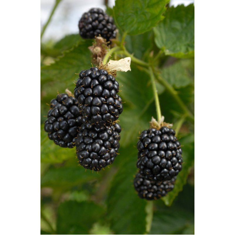 Blackberry Ouachita Plant - Same Day Delivery