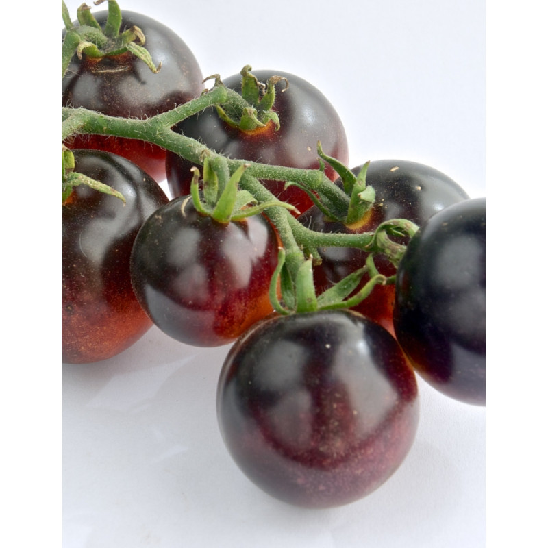 Black Cherry Tomato Plants  - Same Day Delivery
