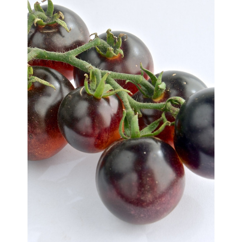 Black Cherry Tomato Plants - Same Day Delivery