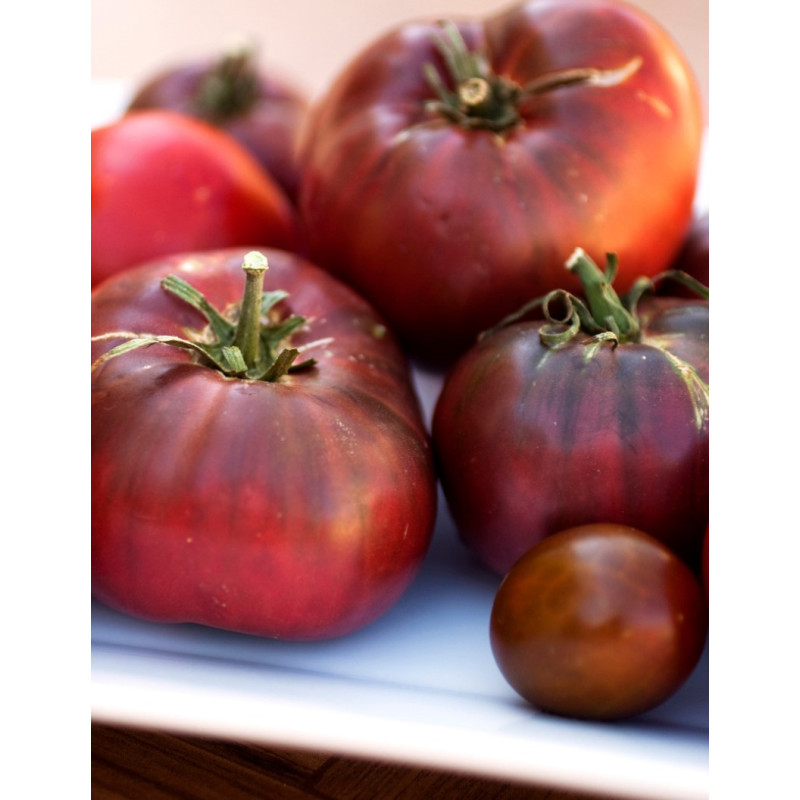 Black Krim Tomato Plants - Same Day Delivery