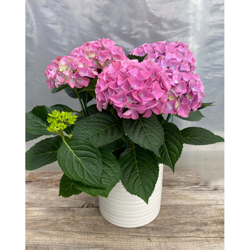 Blooming Hydrangea - Same Day Delivery