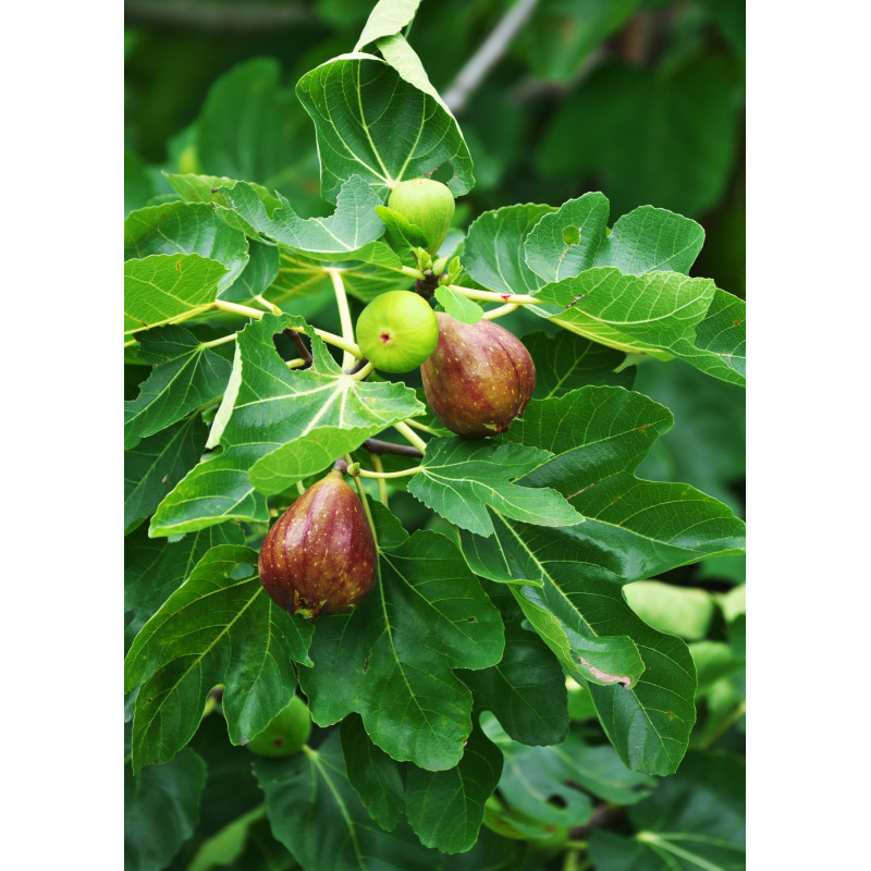 Fig Brown Turkey Plant 3 Gal - Same Day Delivery