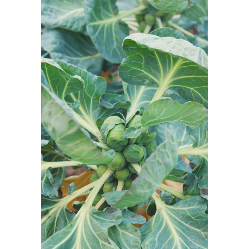 Brussel Sprouts Plants - Same Day Delivery
