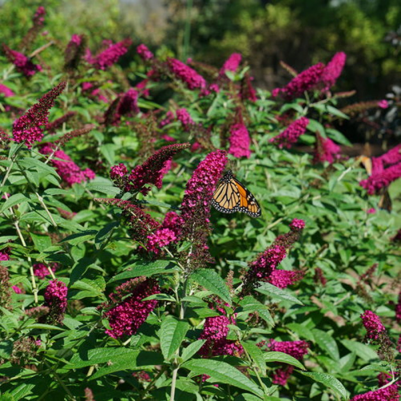 Miss Molly Butterfly Bush - Same Day Delivery