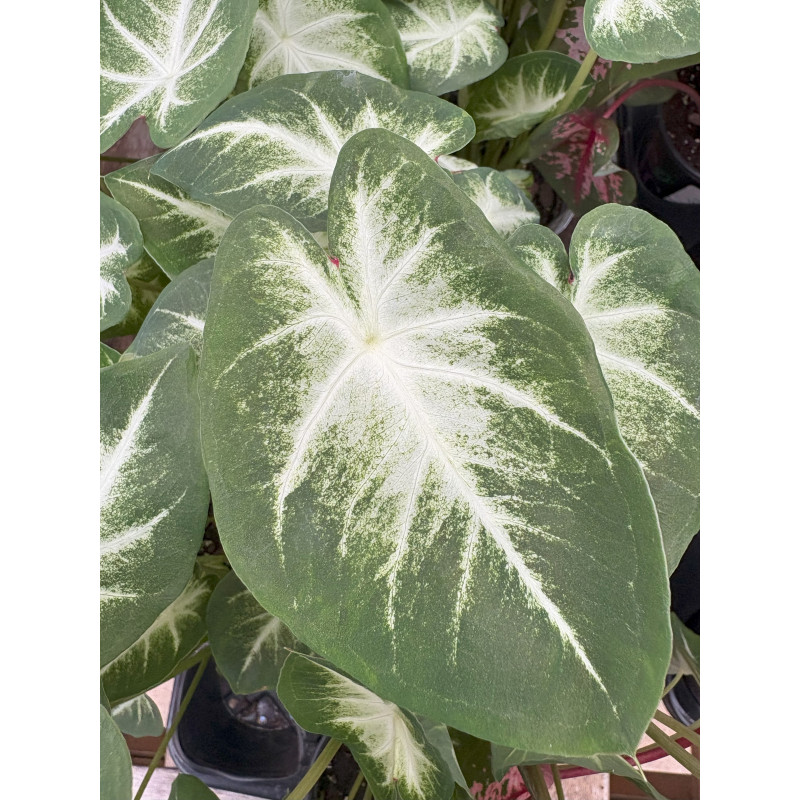 Caladium Aaron - Same Day Delivery