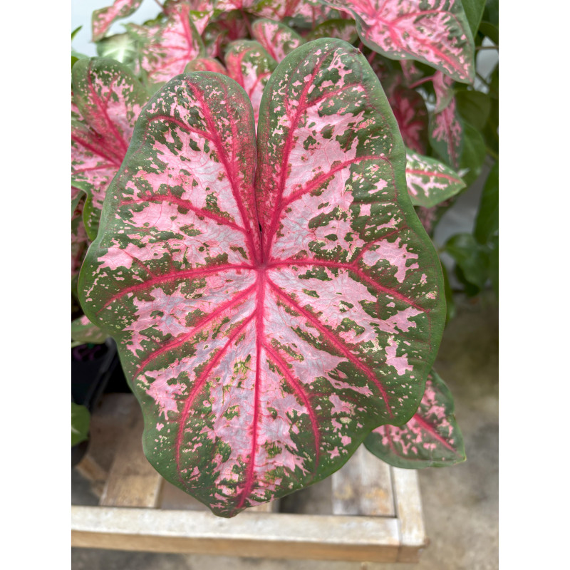Caladium Carolyn Whorton - Same Day Delivery