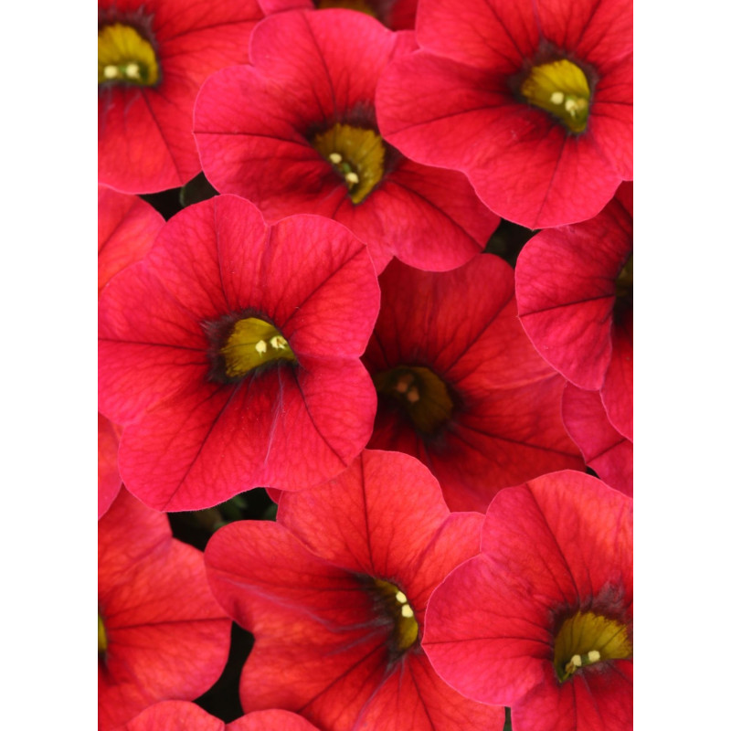Calibrachoa Lia Chili Pepper - Same Day Delivery