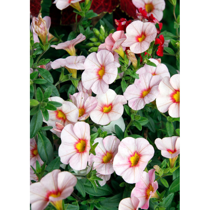 Calibrachoa Eyeconic Cherry Blossom - Same Day Delivery