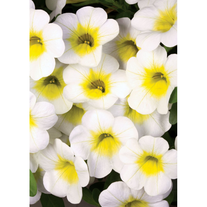 Calibrachoa Over Easy - Same Day Delivery